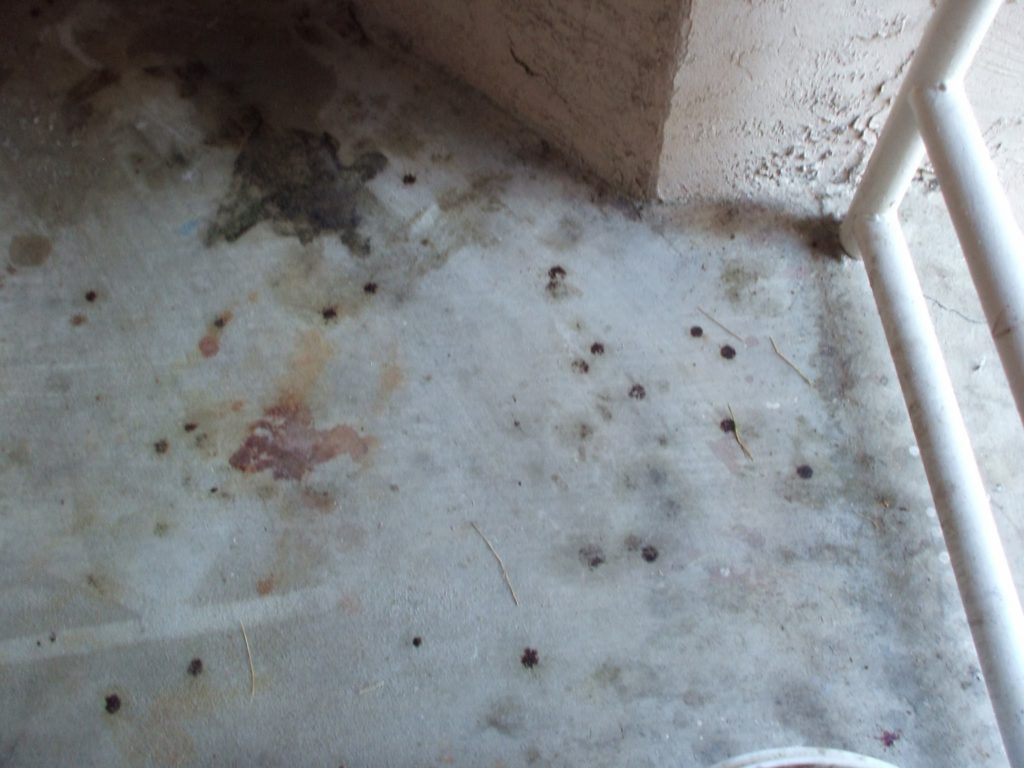 Suicide Cleanup Services cleaning out house after death